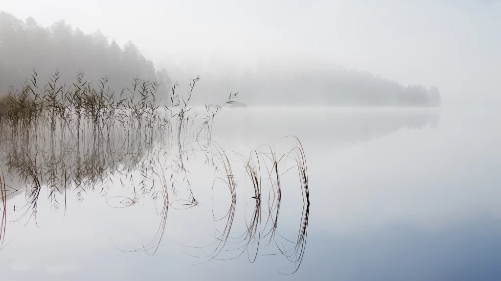 foggy lake reeds reflection misty tranquil