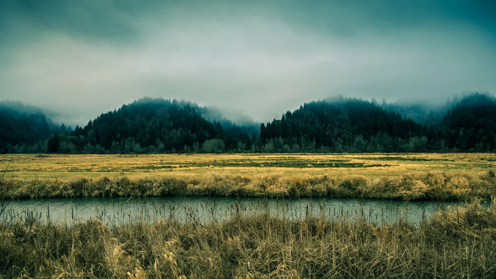foggy landscape serene nature tranquil misty