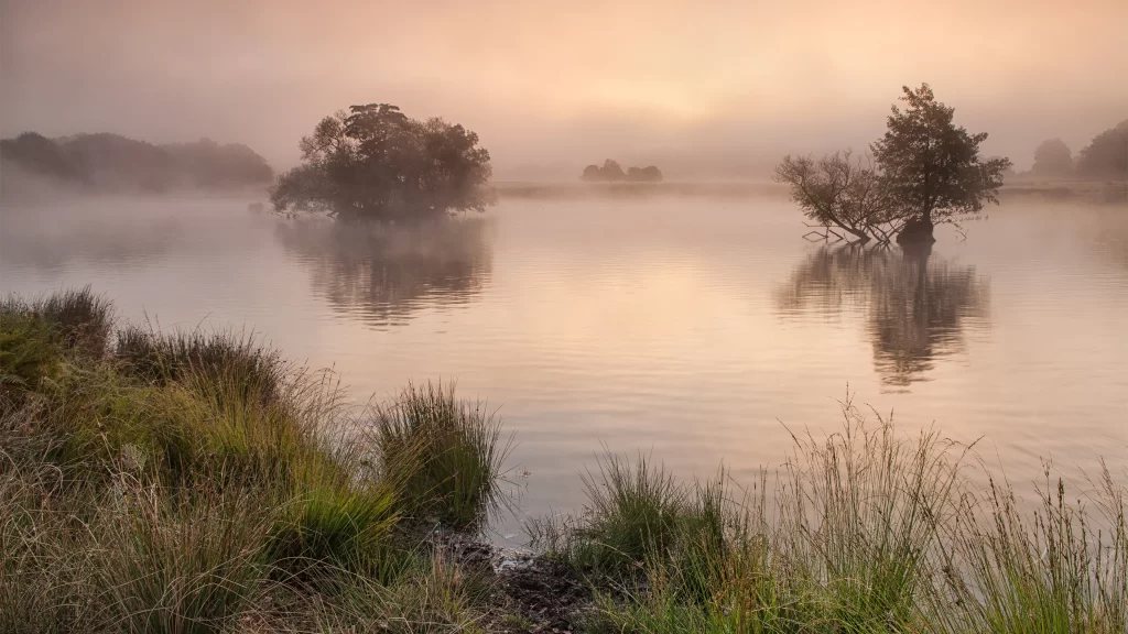foggy sunrise lake trees reflection grass
