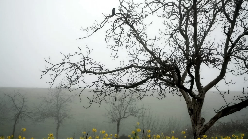 foggy tree bird yellow flowers mist landscape