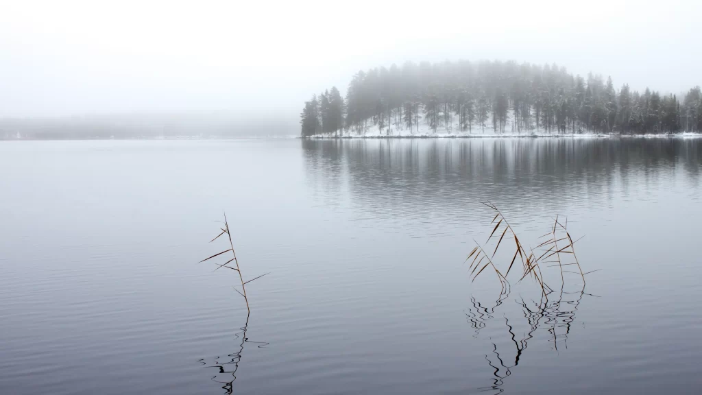 foggy winter landscape lake reeds