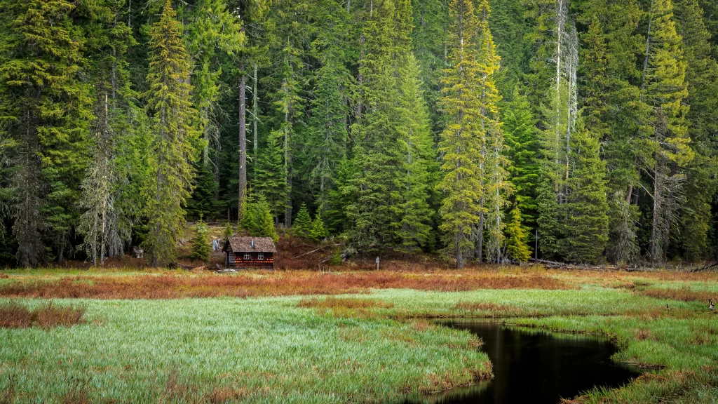 forest cabin nature tranquility green serene