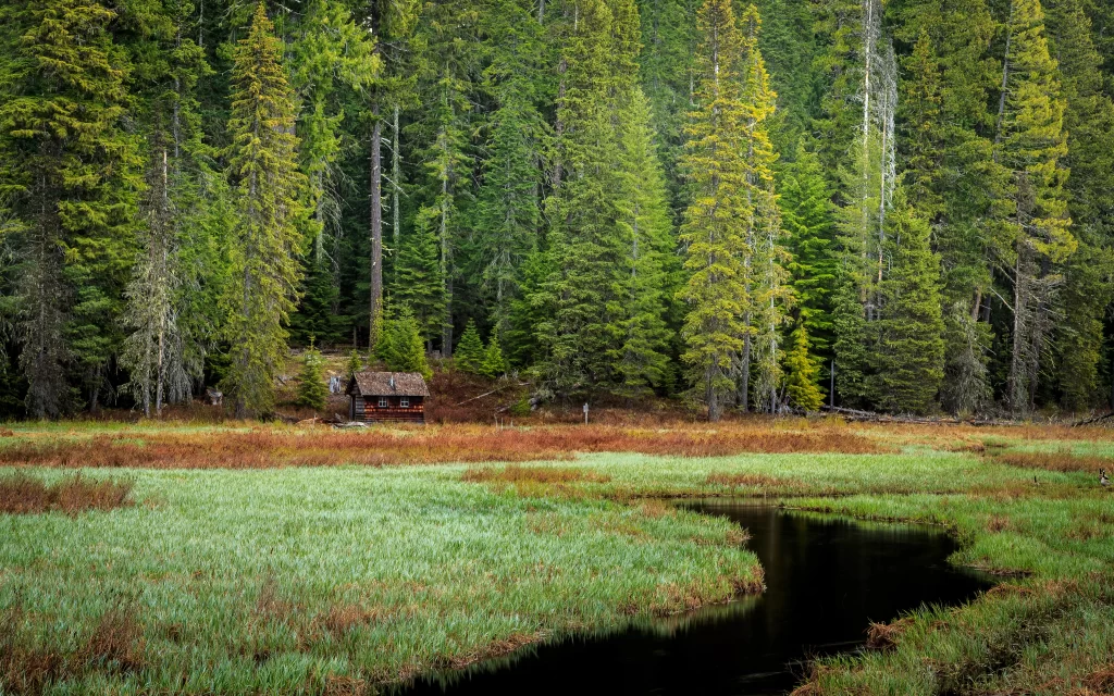 forest cabin stream grass trees nature