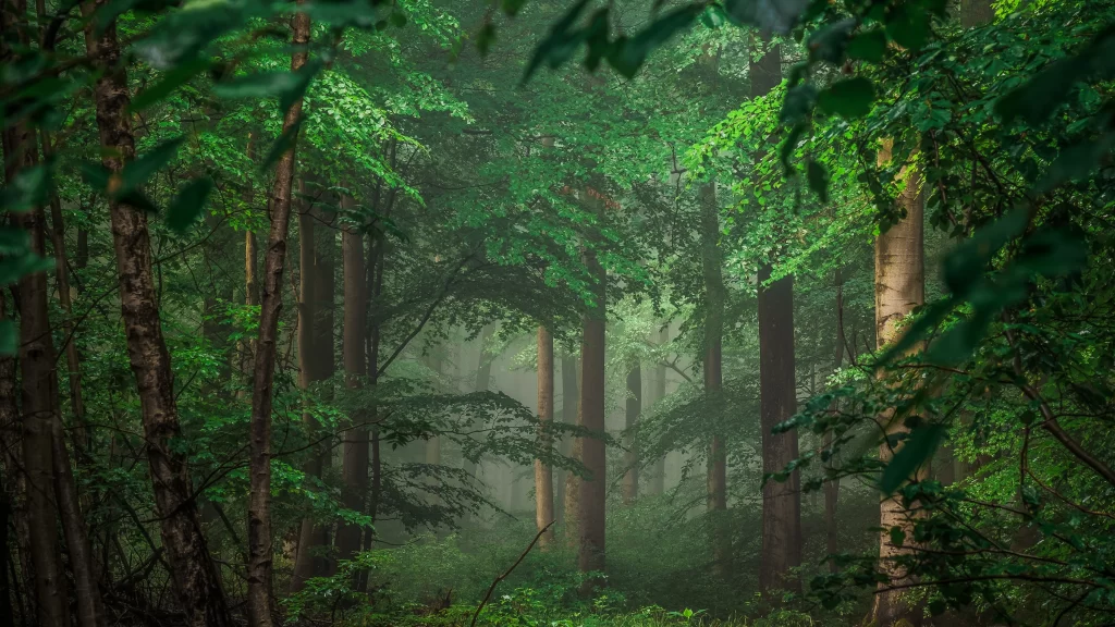 forest green trees mist sunlight nature