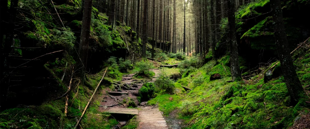forest path green moss trees serene nature