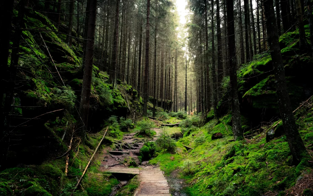 forest path mossy green trees sunlight serene