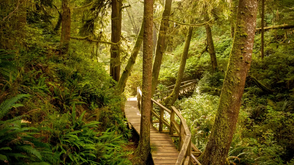 forest path sunlight greenery nature serene wooden bridge