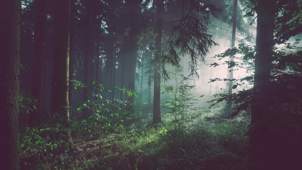 forest sunlight mist green trees