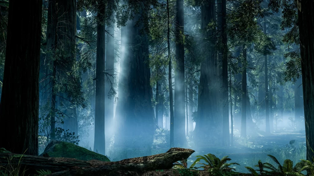 forest sunlight mist trees nature serene