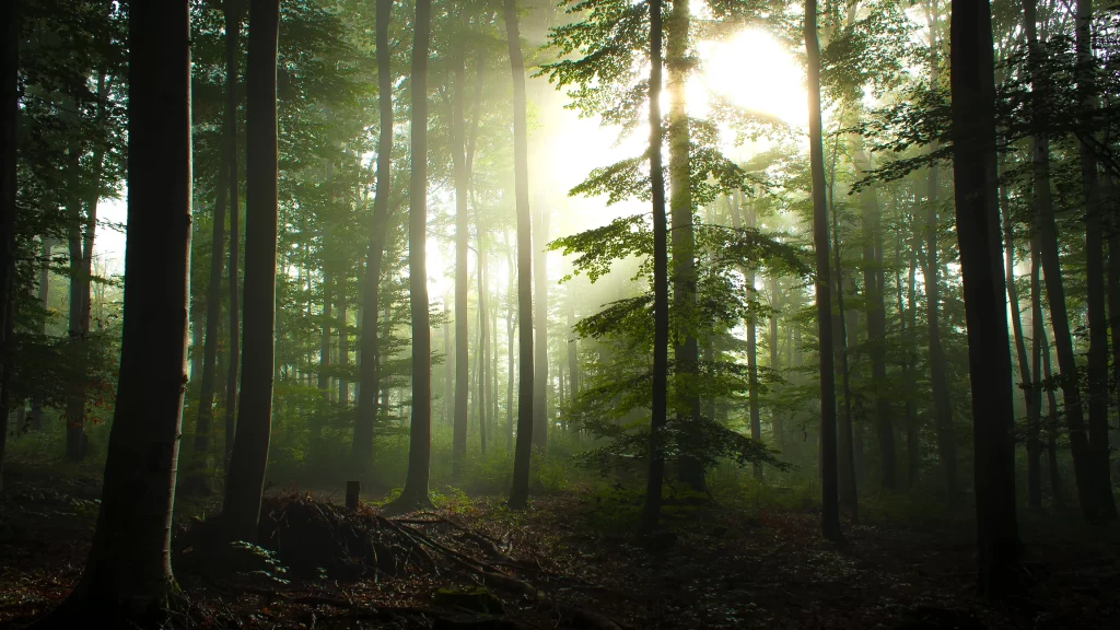 forest sunlight misty tranquil nature