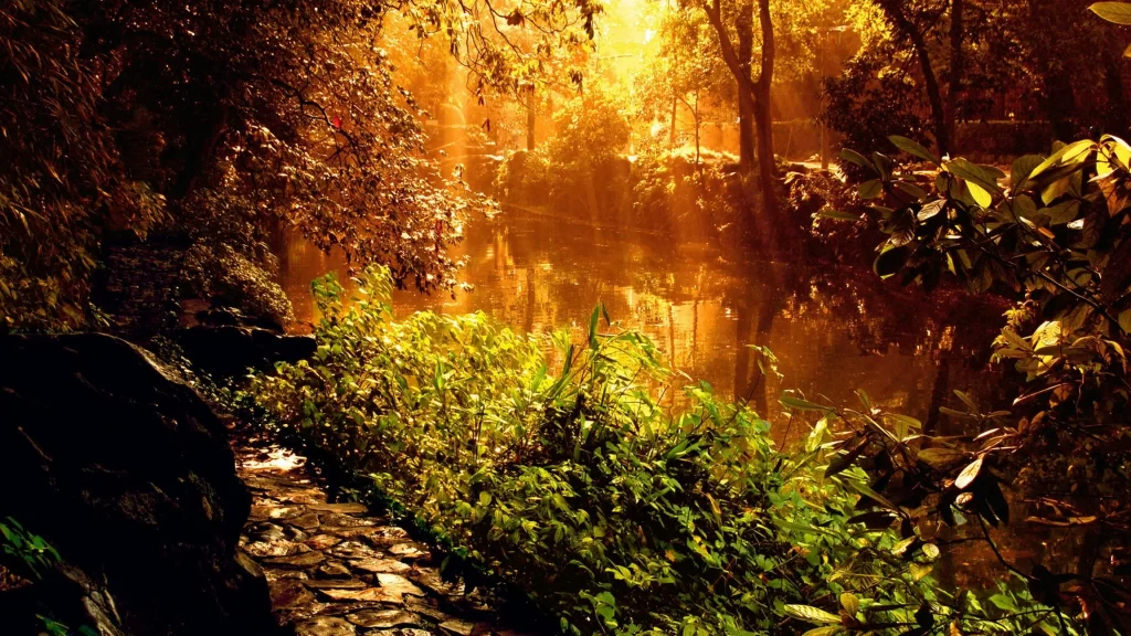 forest sunlight path water plants