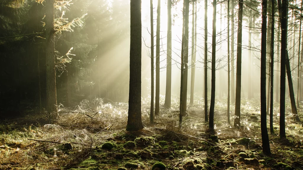 forest sunlight trees ground moss