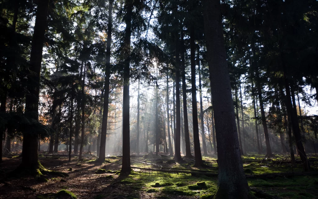 forest sunlight trees shadows green moss