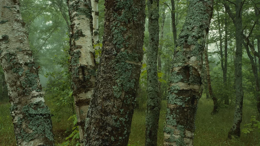 forest trees misty green tranquil nature