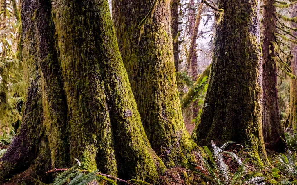 forest trees moss green nature