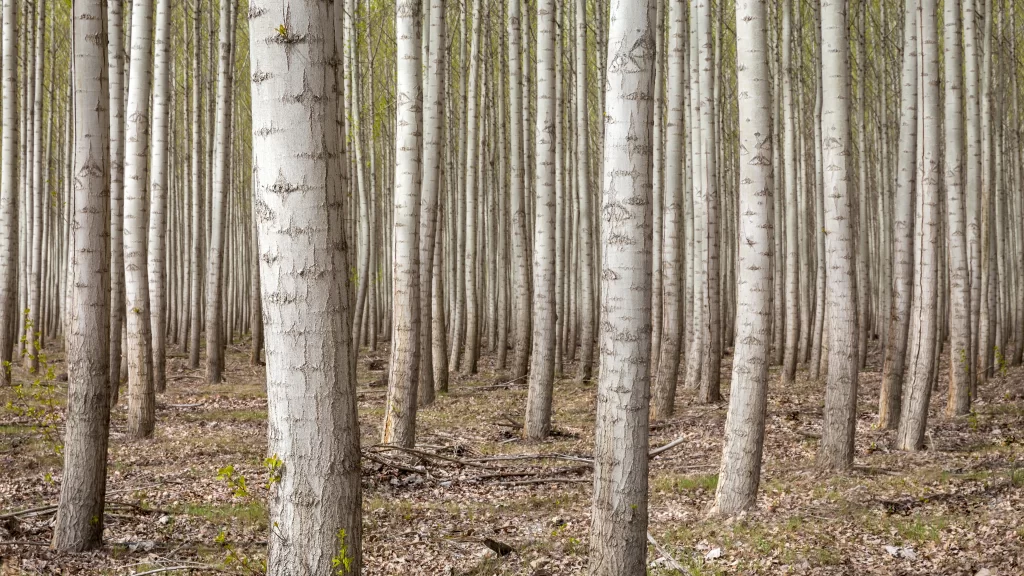 forest trees nature green brown