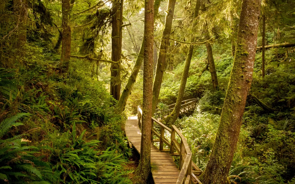 forest wooden path greenery sunlight nature tranquility