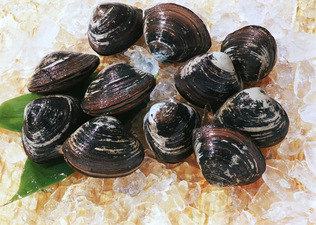 Fresh Clams Brown Shell Ice Crystals Green Leaf