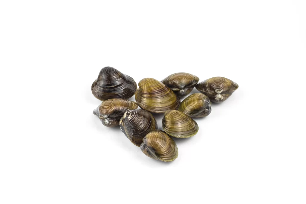 Fresh Clams Brown Shell White Background