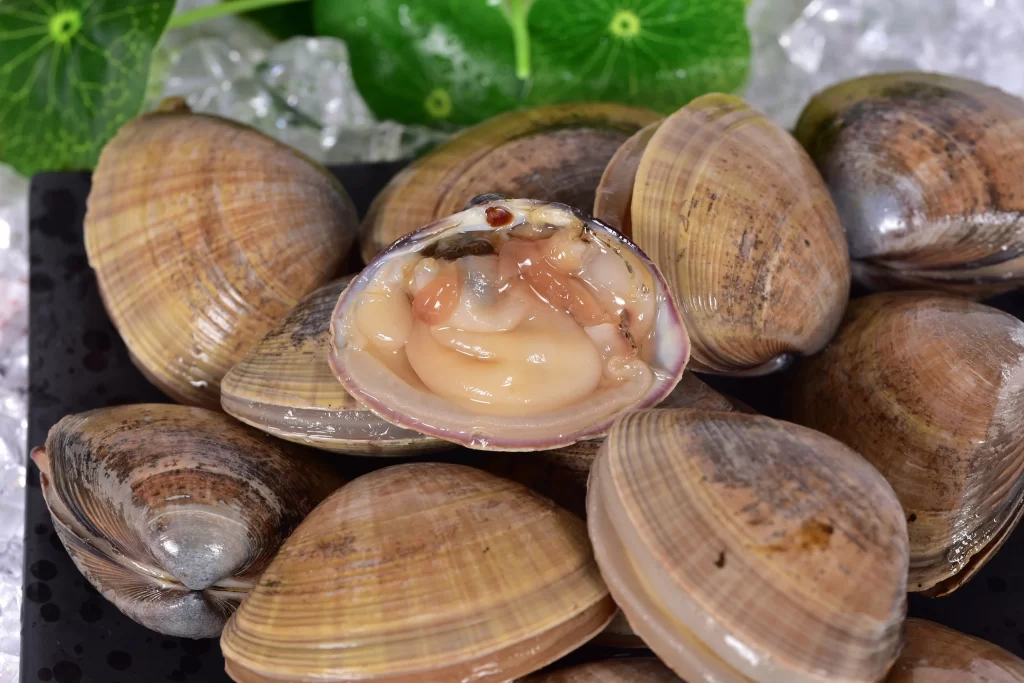 Fresh Clams Brown Shell White Flesh