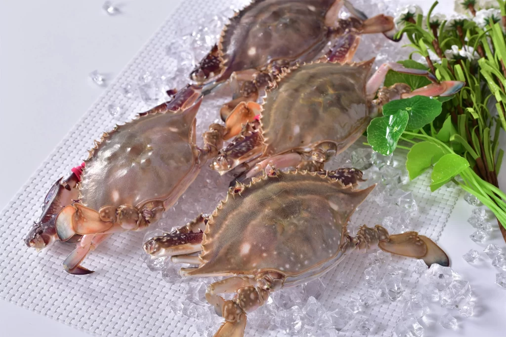 Fresh Crabs Brown Shell Ice White Background