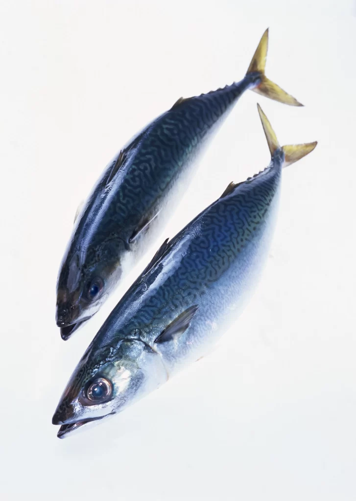 Fresh Fish Blue Silver Pattern