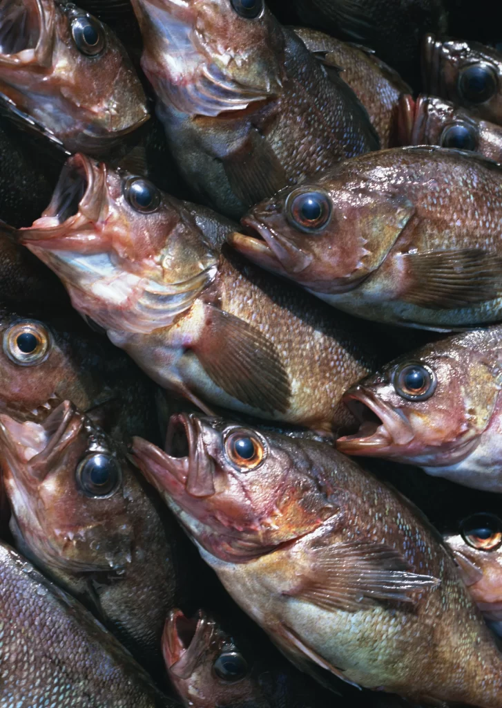 Fresh Fish Brown Scales Wet Appearance