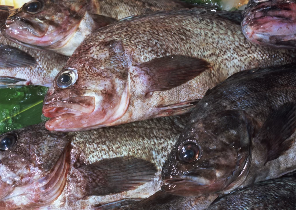 Fresh Fish Brown Scales Wet Surface