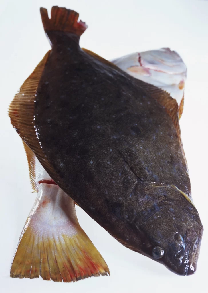 Fresh Fish Brown Skin White Background