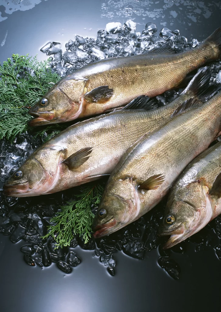 Fresh Fish Green Herbs Ice
