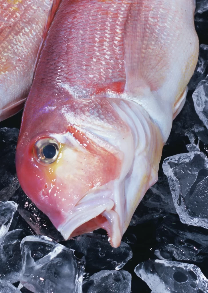 Fresh Fish Red Color Ice Crystals