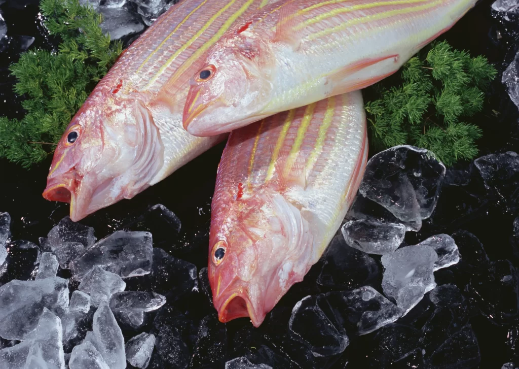Fresh Fish Red Stripes White Belly Ice