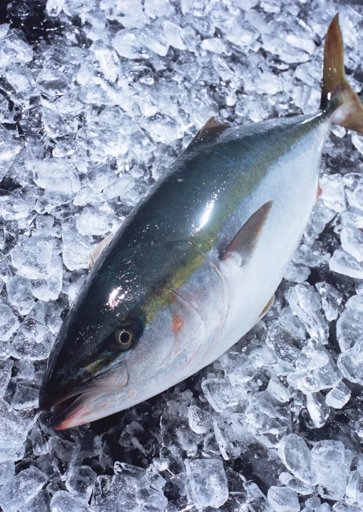 Fresh Fish Silver Body Ice Crystals