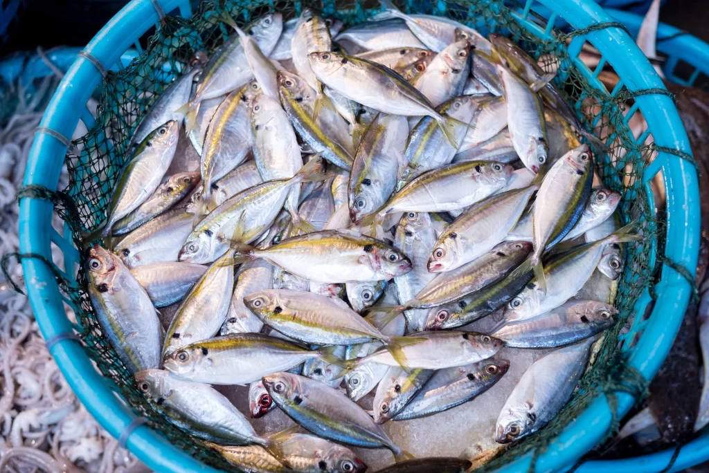 Fresh Fish Silver Color Blue Basket