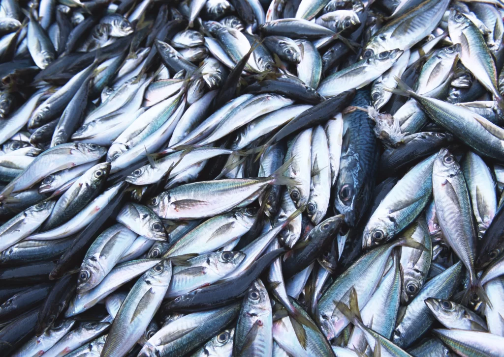 Fresh Fish Silver Color Packed