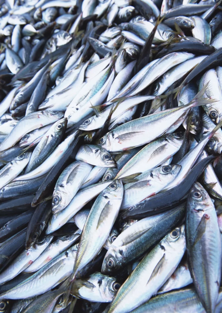 Fresh Fish Silver Color Packed