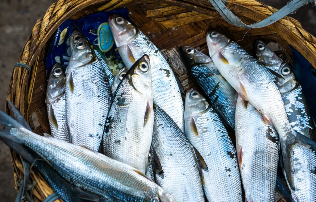 Fresh Fish Silver Scales Basket