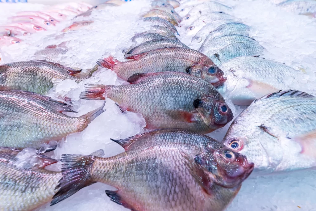 Fresh Fish Silver Scales Ice Crystals