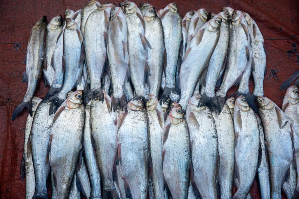 Fresh Fish Silver Scales Red Background