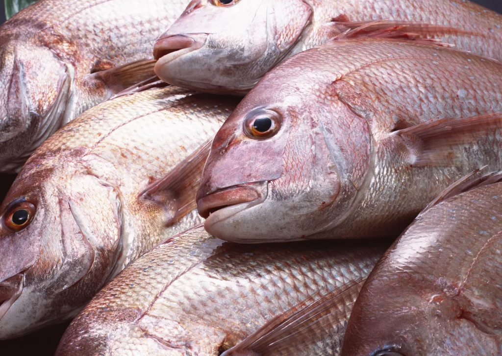 Fresh Fish Silver Scales Reddish-pink