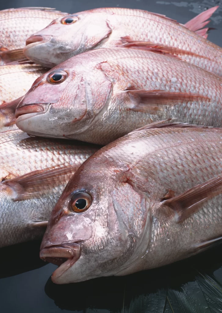 Fresh Fish Silver Scales Reddish-pink