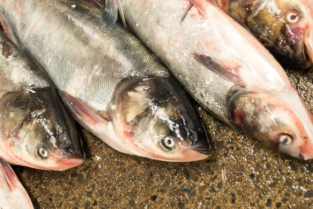 Fresh Fish Silver Scales Wet Surface
