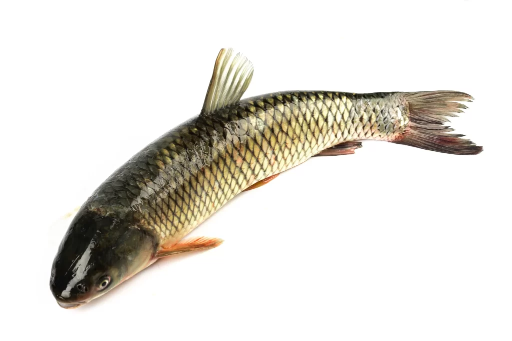 Fresh Fish Silver Scales White Background