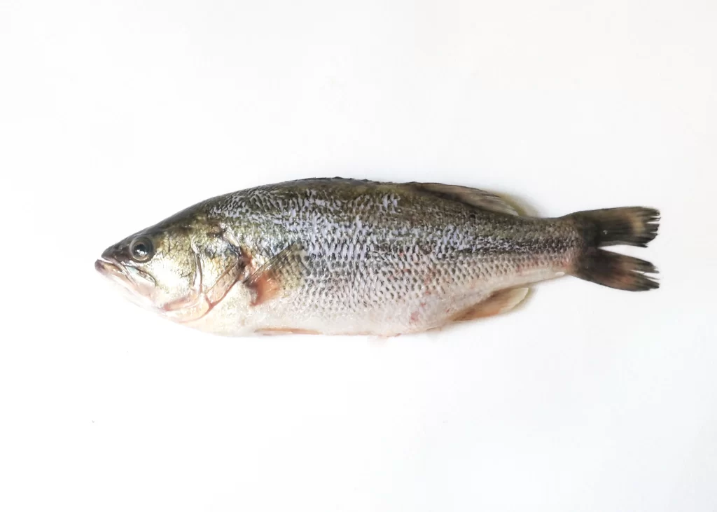 Fresh Fish Silver Scales White Background