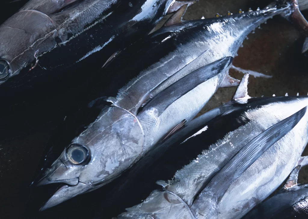 Fresh Fish Silver Skin Dark Background