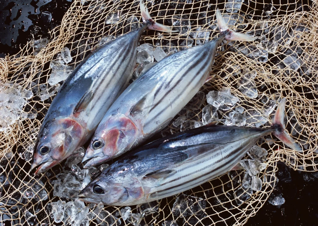 Fresh Fish Silver Stripes Ice Crystals