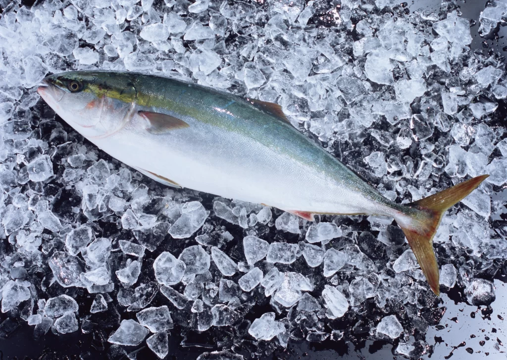 Fresh Fish White Belly Silver Scales Ice Crystals