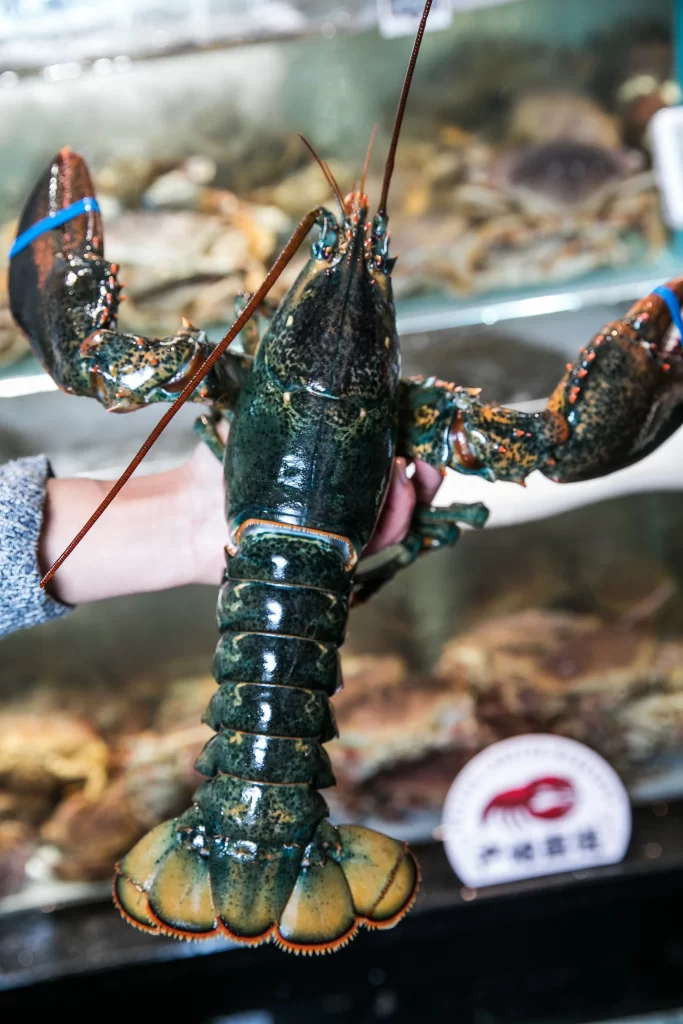 Fresh Lobster Green Shell Blue Bands