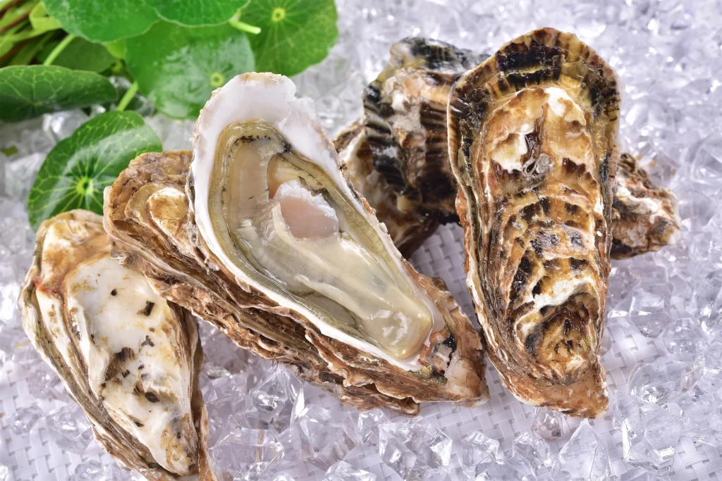 Fresh Oysters Open Shell Brown Ice