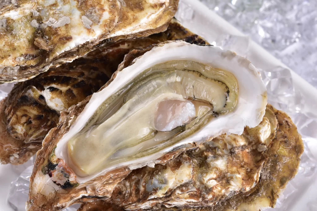 Fresh Oysters Open Shell Brownish-white Ice